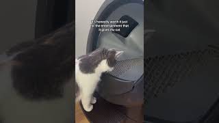 Introducing a cat to LitterRobot automatic litter box