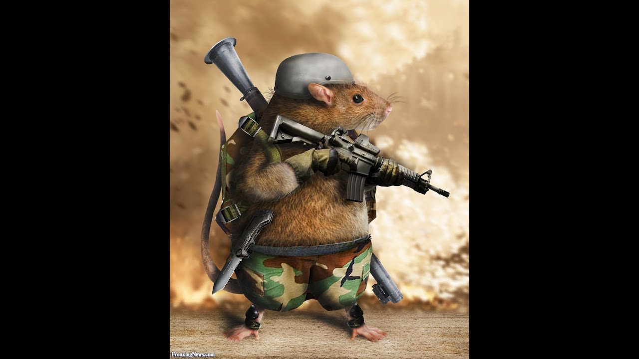 белки в военной форме. боевая крыса. суслик в военной форме. хомяк с пулеметом. боевой хомяк.