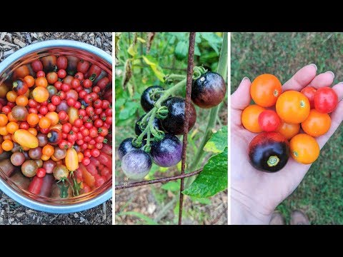 Cherry Tomatoes I&rsquo;m Growing 2018! Heirloom Tomato Review!
