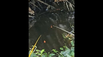 Mồi câu cá lóc hiệu quả #cacconvat #docla #fishing