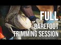 Full Barefoot Trimming Session - Shagya Arabian Filly