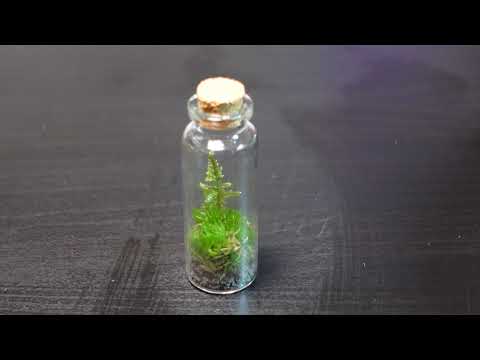 Making Moss Terrariums – Or Not…