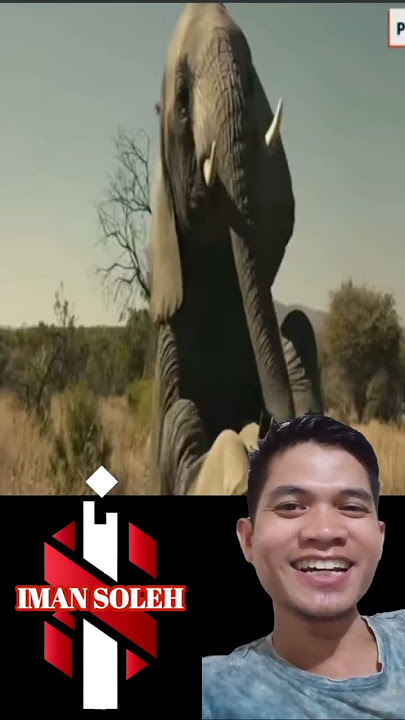 sembunyi di dalam perut gajah #ngakak #lucu #funny #viral #fypシ