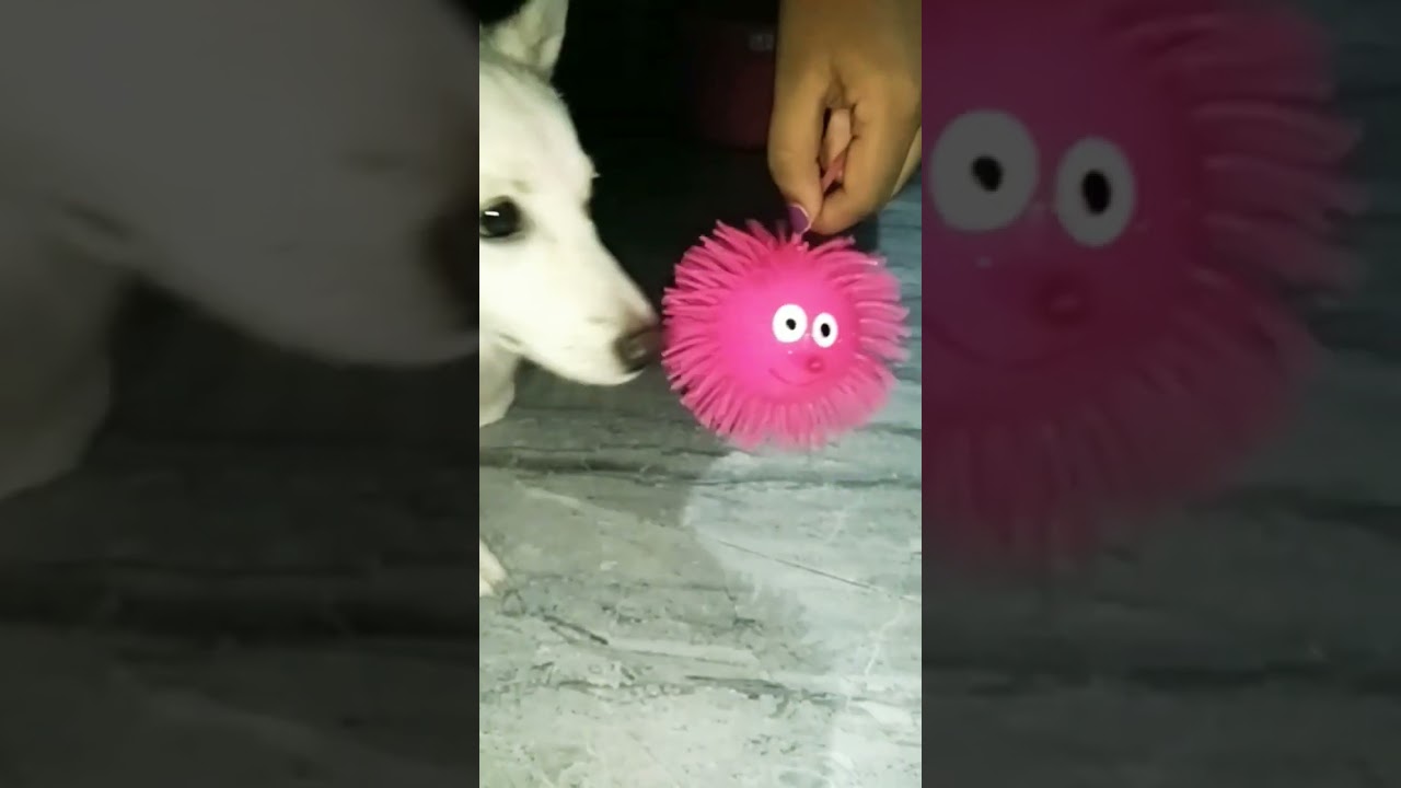 vadivelu remix song to Benny play with jumping ball