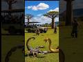 GIANT Cobra vs. GIANT Scorpion! Epic Wild Battle on Safari (VFX Fight)#Wildlife #Animals #ViralVideo