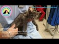 Ласковый котёнок со сломанными лапами и судьбой Помогите спасти и жить без боли Help the sick kitten