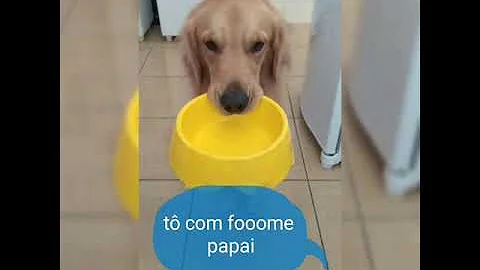 Como fazer um molho para colocar na ração de cachorro?