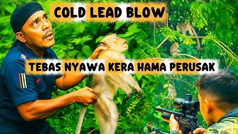 LEVENSJACHT‼️ Extreme Apenjacht – De Gigantische Aap die Durians Vernietigt!
