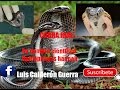 Biografía Animal /  Cobra Real