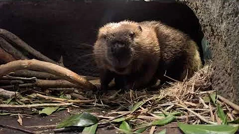 Busy Beaver Brings Big Branch Back Home