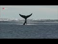 Grnlandwale  die sanften riesen deutsch tierdokumantation