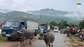CHỢ PHIÊN TÂY BẮC. P17  |  CỐC LY BÁN NHIỀU DÊ , LỢN BẢN , TRÂU TO