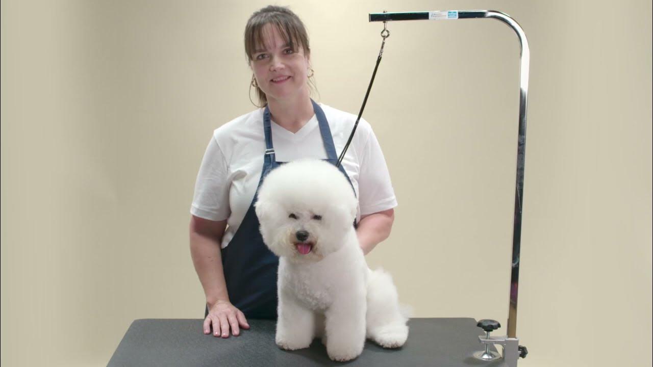 HOW TO CREATE A PET TRIM FOR A BICHON FRISE ANDIS YouTube