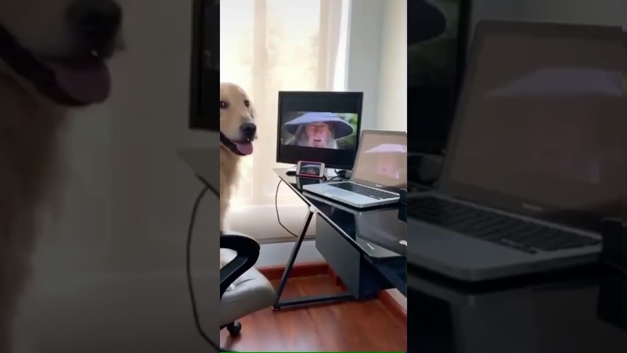 Gandalf Sax Guy With Dog YouTube