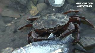 How Crabs Feed