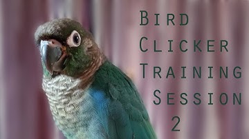 Bird Clicker Training - Green Cheek Conure Session 2