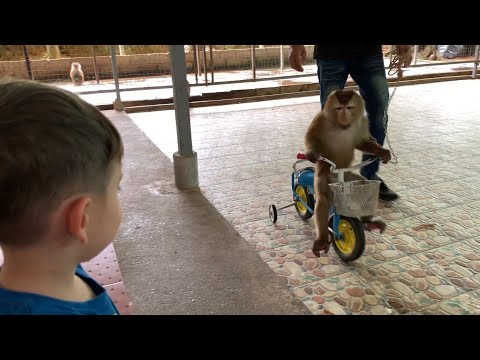 Yusuf maymunların yanına gitti🐒Muz yedirdi.Maymun bisiklete bindi, suya atladı, basket oynadı😅