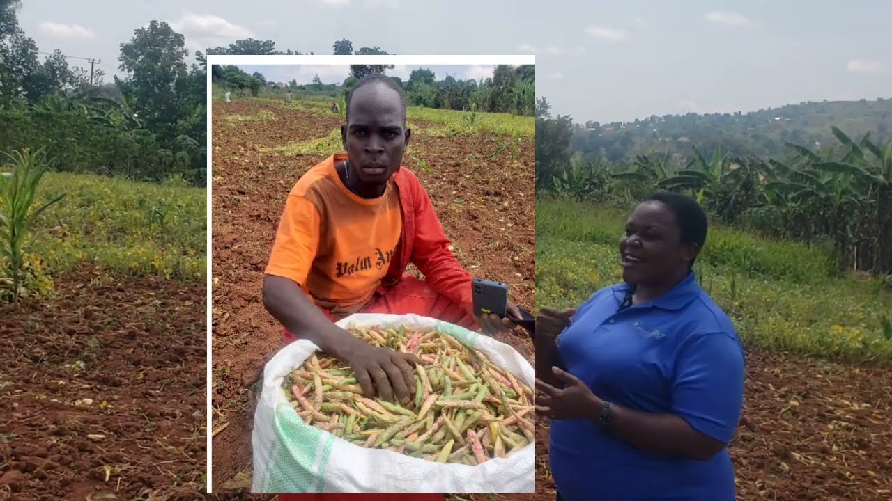 How a Primary drop out is harvesting money from growing beans?