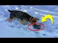 This Dog Found A Tiny Animal Frozen In The Snow  Then Her Owner Told Her To Get Away From It