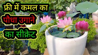 फ्री में ही कमल का पौधा उगाने का सीक्रेट by Green gold garden 5,357 views 2 days ago 11 minutes, 50 seconds