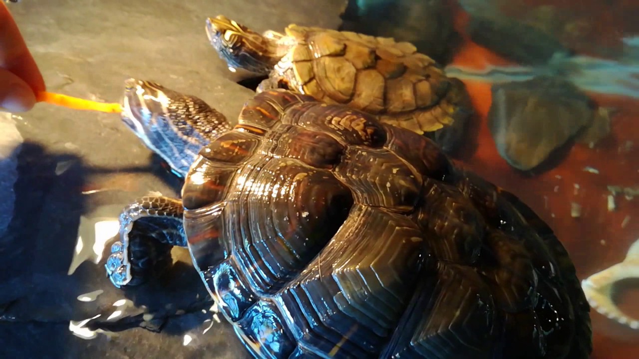Picture of Aquatic turtles eating carrot sticks! - YouTube