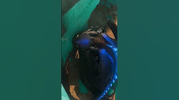 Short 4k Httyd Edit #httydedit #dragons #hiccuphaddock #httyd3 #httyd #httyd2 #toothless #hicctooth