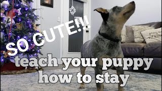 Smokey Training Series: Blue heeler puppy training Ep 3, teach your puppy to stay and potty training