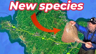 видео: Малоглазый скат и окунь в Англси, Северный Уэльс | Новый PB | Морская рыбалка в Великобритании | ... картинка: Малоглазый скат и окунь в Англси, Северный Уэльс | Новый PB | Морская рыбалка в Великобритании | ...