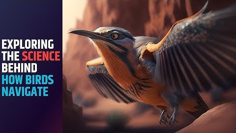 Journeying with Birds: A Close Look at Their Incredible Navigation Skills