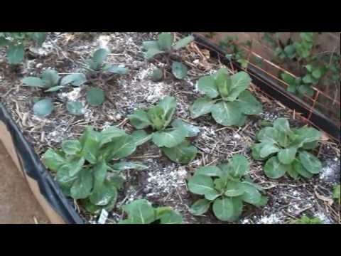 Top Dressing The Raised Garden Bed With Food Grade Diatomaceous