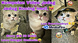 Kumpulan Jedag Jedug Kucing Lucu Gemesin🥰 || Story WA 30 Detik Kucing Imut Banget🤩 Viral Tiktok😝