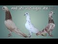 सस्ते और अच्छे कबूतर  सेल ₹250 || Dasi ,Punjabi or Saste Gole
