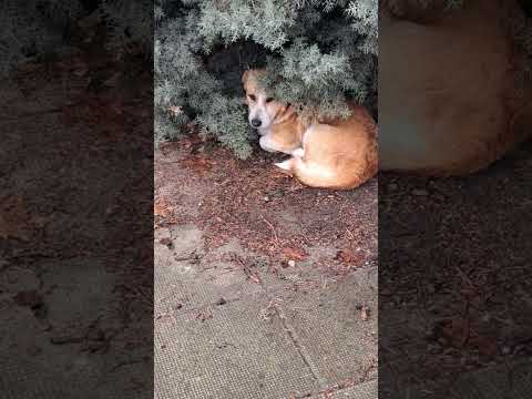 Dog Doglover Dogs Dogshorts Doglife Homeless Shorts Nature Dogvideos Love бездомни куче 