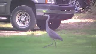 Lake Bellaire-A rare visit from this heron as it moves through the yard and takes off-8/15/23