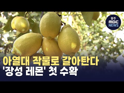 . &amp;#39;<strong>장성</strong> 레몬&amp;#39; 첫 수확 (뉴스투데이 2024.11.13 광주MBC)