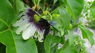 Carpenter Bee on Maracuja flowers, Guadeloupe