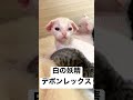 ホワイトのデボンレックス(男の子)。生後18日目。子猫のお問い合わせはインスタグラム(@devonrex_jpn)のDMにお願いします。
