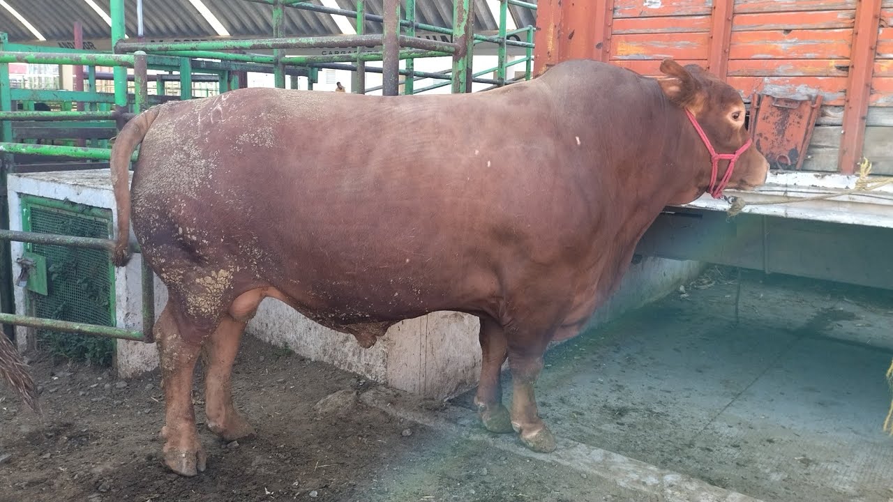 Días lunes // Edomex  ganado pesado 