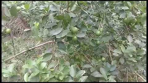 hướng dẫn cách chiếc cành cây chanh quý cực hay