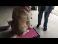 Sit Means Sit Dog Training Colorado Springs 8/24/16 Sit Means Sit Dog Training Colorado Springs 8/24/16