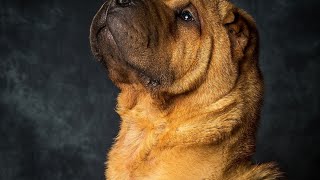 Getting to Know the Chinese SharPei: Characteristics, Colors, and More!