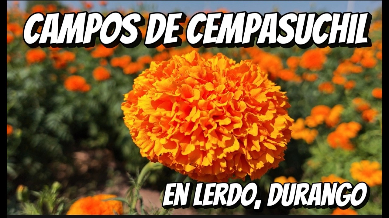 CAMPOS DE CEMPASUCHIL EN LERDO, DURANGO
