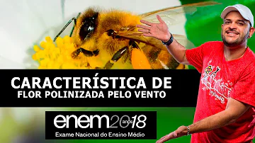 Como são chamados às polinizações feitas pelo vento água animais insetos pássaros e morcegos?