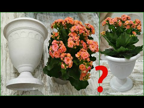 ПОЧЕМУ ГИБНУТ ПОКУПНЫЕ МАГАЗИННЫЕ 🌹 ЦВЕТЫ⁉️ КАК РЕАНИМИРОВАТЬ ХИЛЫЕ РАСТЕНИЯ⁉️
