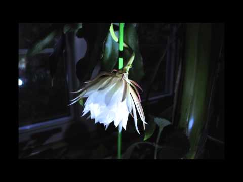 Queen Of The Night Time Lapse
