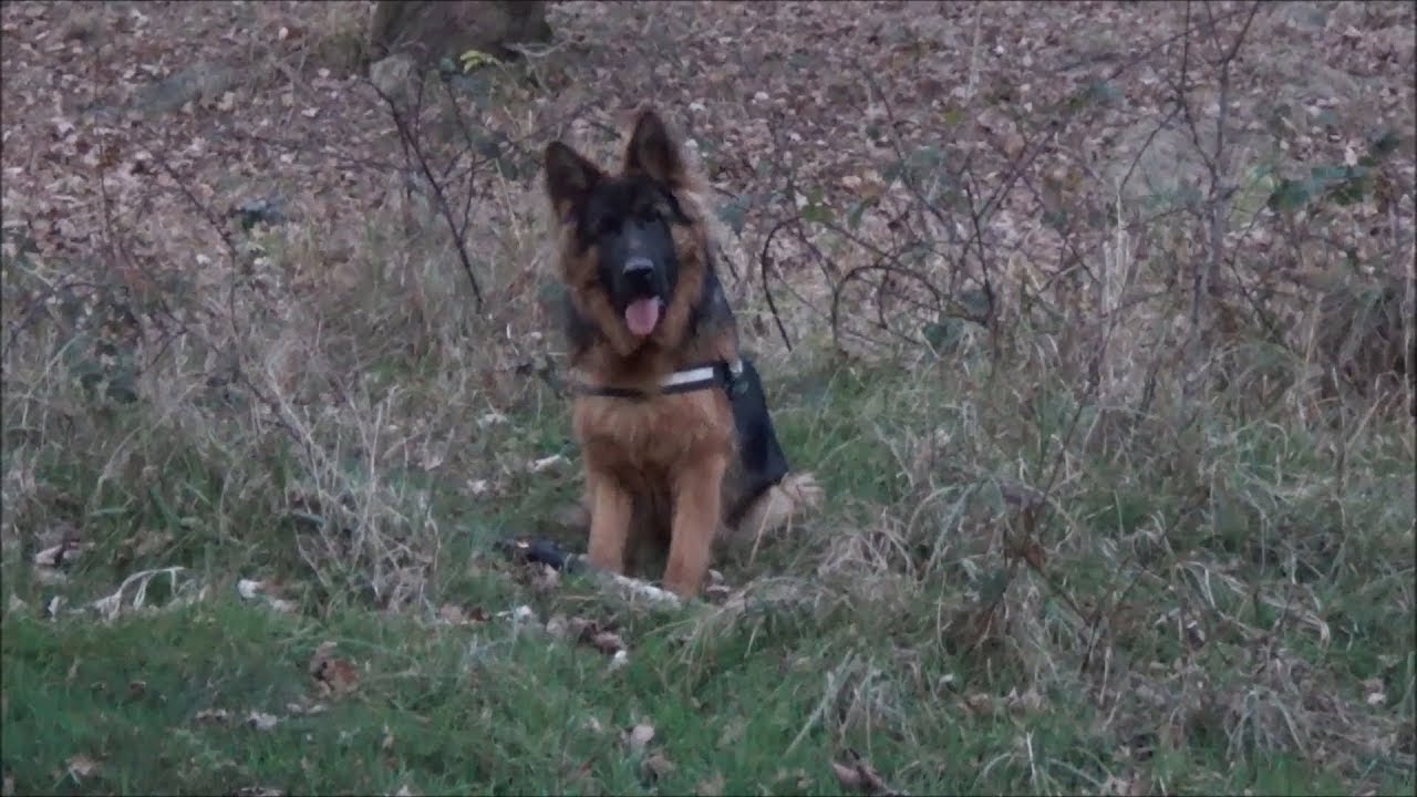 Hiking with German Shepherd/Wędrówka z Owczarkiem Niemieckim YouTube