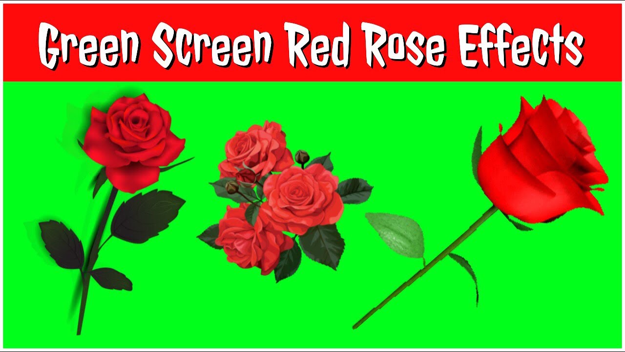 Red Rose 3D Animated Green Screen Effect | Chroma Key | 2020 - YouTube