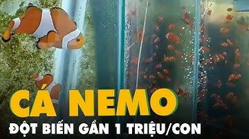 Cá Nemo đột biến gần 1 triệu đồng/con lần đầu được lai tạo tại Việt Nam