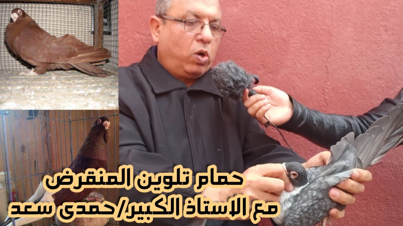 حمام تلوين المنقرض مع الاستاذ الكبير/حمدى سعد#لوفت_عمرو_اشرف