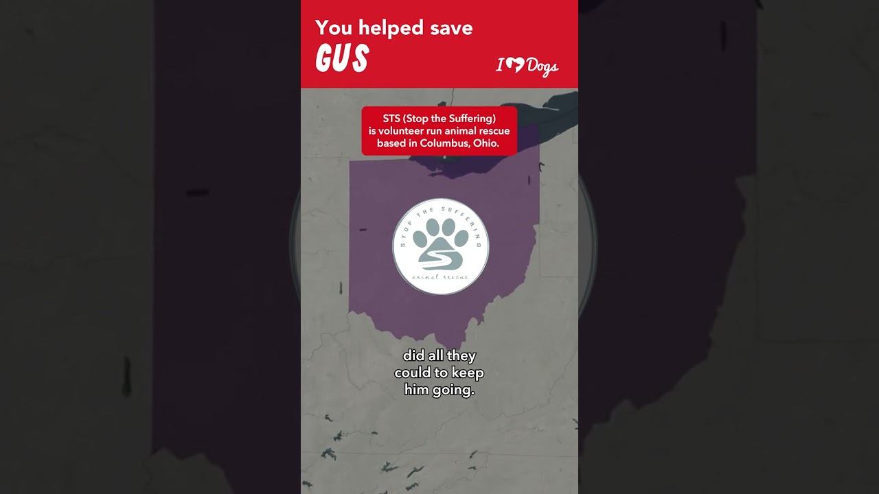 Gus's Battle for Breath: A Rescue Story of Hope and Healing | The Fight Against Pneumonia in Dogs 🐾